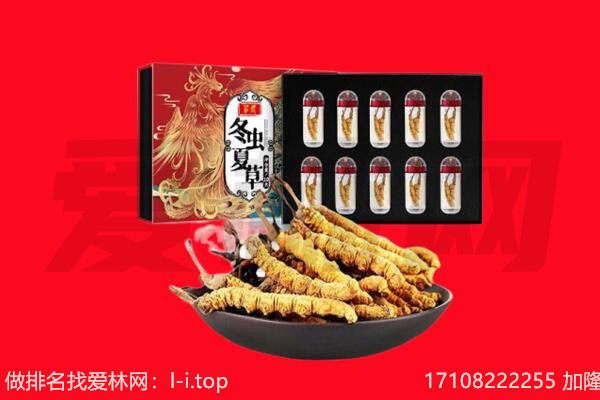 右玉县回收虫草.jpg